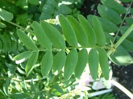 Attēlu rezultāti vaicājumam “Galega orientalis leaf”