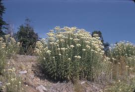 Attēlu rezultāti vaicājumam “Anaphalis margaritacea flower”