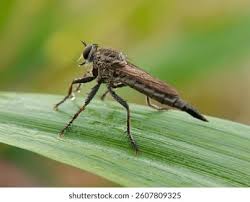 Attēlu rezultāti vaicājumam “Asilidae”