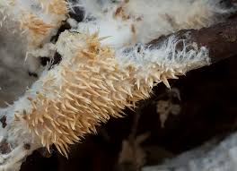 Attēlu rezultāti vaicājumam “Hydnocristella himantia”