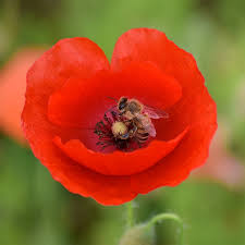 Attēlu rezultāti vaicājumam “Papaver rhoeas flower”