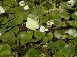 Attēlu rezultāti vaicājumam “Hydrocharis morsus-ranae”