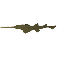 Image result for Pristis pectinata