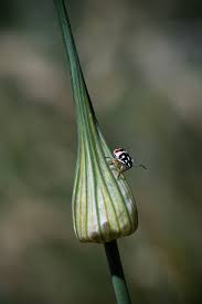 Attēlu rezultāti vaicājumam “Allium sativum bud”