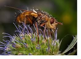 Attēlu rezultāti vaicājumam “Tachinidae”