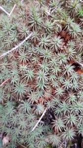 Attēlu rezultāti vaicājumam “Pogonatum urnigerum”