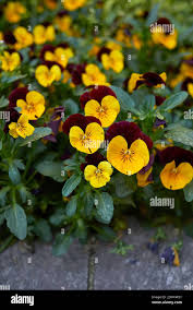 Attēlu rezultāti vaicājumam “Viola x williamsii flower”