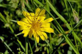 Image result for Tragopogon pratensis