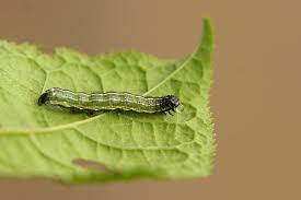 Attēlu rezultāti vaicājumam “Cosmia trapezina”