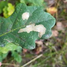 Attēlu rezultāti vaicājumam “Badhamia lilacina sessile”