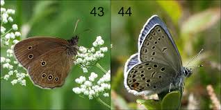 Attēlu rezultāti vaicājumam “Vacciniina optilete male”