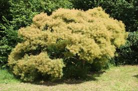 Attēlu rezultāti vaicājumam “Cotinus coggygria”