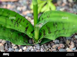 Attēlu rezultāti vaicājumam “Dactylorhiza fuchsii leaf”