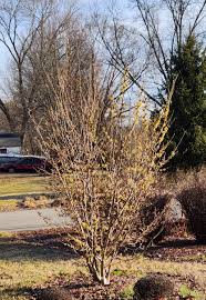 Attēlu rezultāti vaicājumam “Hamamelis mollis”