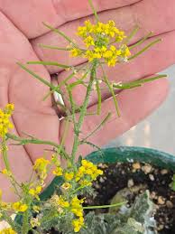 Attēlu rezultāti vaicājumam “Sisymbrium loeselii flower”