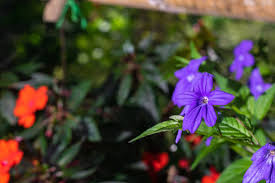 Image result for Browallia speciosa