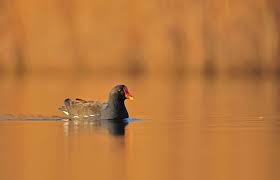 Attēlu rezultāti vaicājumam “Gallinula chloropus adult”