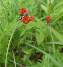 Image result for Hieracium aurantiacum