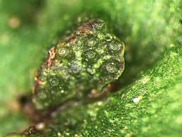 Attēlu rezultāti vaicājumam “Reboulia hemisphaerica”