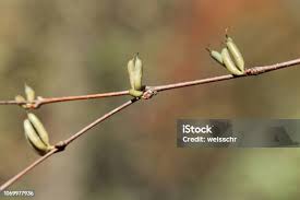 Attēlu rezultāti vaicājumam “Cercidiphyllum japonicum fruit”