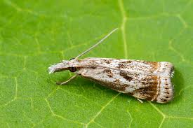 Attēlu rezultāti vaicājumam “Bupalus piniaria female”