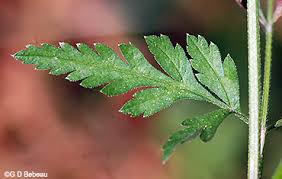 Attēlu rezultāti vaicājumam “Torilis japonica leaf”