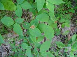 Attēlu rezultāti vaicājumam “Euonymus verrucosus”