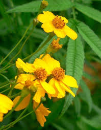 Attēlu rezultāti vaicājumam “Tagetes leaf”