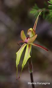 Attēlu rezultāti vaicājumam “Diachea sp.”