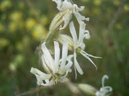 Attēlu rezultāti vaicājumam “Silene nutans flower”