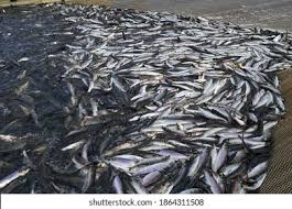 Image result for Clupea pallasii