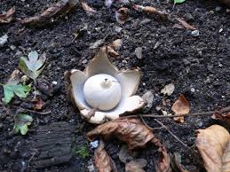 Attēlu rezultāti vaicājumam “Geastrum fimbriatum”