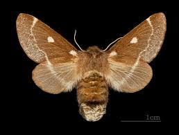 Attēlu rezultāti vaicājumam “Eriogaster lanestris”