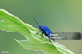 Attēlu rezultāti vaicājumam “Zicrona caerulea”