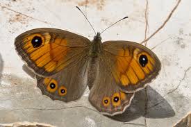 Attēlu rezultāti vaicājumam “Lasiommata maera upperside”