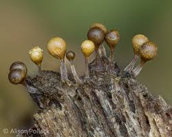 Attēlu rezultāti vaicājumam “Hemitrichia decipiens spores”