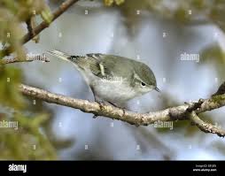 Image result for Phylloscopus humei