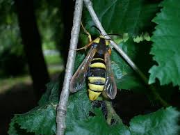 Attēlu rezultāti vaicājumam “Sesia apiformis”