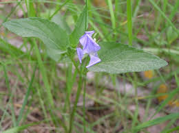 Attēlu rezultāti vaicājumam “Viola canina”