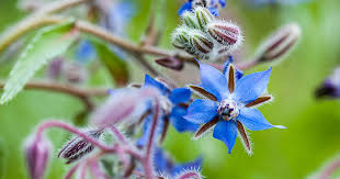 Attēlu rezultāti vaicājumam “Borago officinalis”