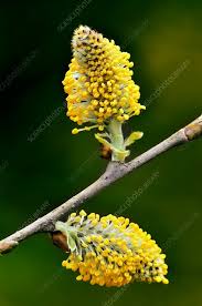 Attēlu rezultāti vaicājumam “Salix cinerea female flower”