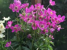 Attēlu rezultāti vaicājumam “Anemone sylvestris”