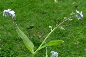 Attēlu rezultāti vaicājumam “Myosotis sylvatica leaf”