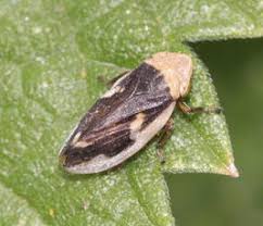 Attēlu rezultāti vaicājumam “Aphrophoridae nymph”