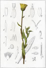 Image result for Buphthalmum salicifolium