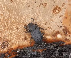 Attēlu rezultāti vaicājumam “Bolitophagus reticulatus”