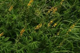 Attēlu rezultāti vaicājumam “Agrimonia eupatoria leaf”