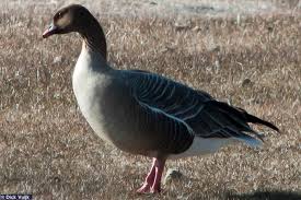 Attēlu rezultāti vaicājumam “Anser brachyrhynchus adult”