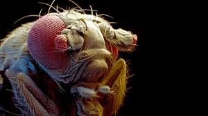 Attēlu rezultāti vaicājumam “Drosophila melanogaster”