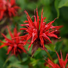 Image result for Monarda didyma